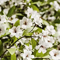 Fresh White Vase With Natural White Small Flowers And Green Leaves On White Background
