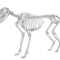 Realistic Cat Skeleton 3D Model With Detailed Bone And Joint Structure 3d model
