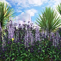 Purple Flowering Shrubs With Green Foliage And Palm Leaves Under Blue Sky And White Clouds