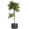 Bonsai Potted Plants With Lush Green Foliage And Slender Trunks In Black Planters