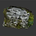 Small Lizard Resting On Moss Covered Rock With Green Lichens