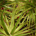 Tall Arborescent Trees With Long Green Leaves Isolated On Black Background