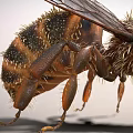 modern bee insect 3d model