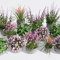 Colorful Bonsai Potted Plants With Purple Pink Flowers And Green Leaves For Home Decor