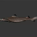 Brownish Shark With Black Fins And Green Eyes On Gray Background With Reflection