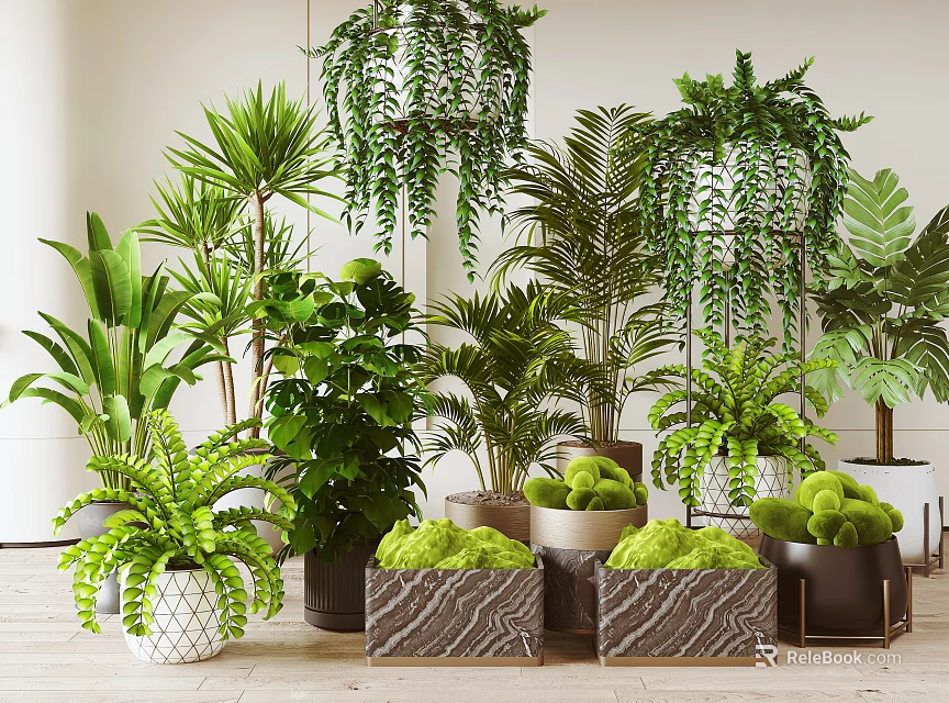 Various Indoor Bonsai Potted Plants With Hanging Greenery And Stylish Pots 3d model 