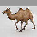 Realistic Bactrian Camel 3D Model In Walking Posture On Gray Background 3d model