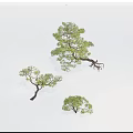 Three Various Green Leafy Trees With Distinct Shapes And Natural Branches