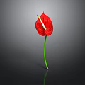 Red Anthurium Flower With Vibrant Red Petal And Green Stem On Black Background