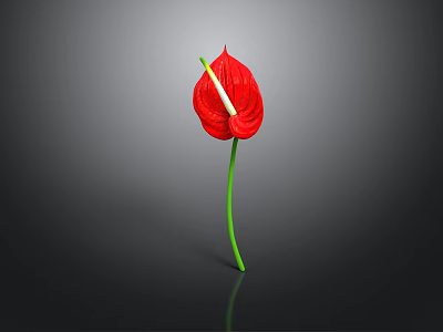 Red Anthurium Flower With Vibrant Red Petal And Green Stem On Black Background 3d model