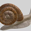 Reptile On Grey Background With Brown Shell Grey Body And Two Antennae