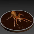 Copper Spider On Round Metal Tray With Dark Background Surface 3d model