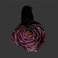 Beautiful Pink Rose Flower With Layered Petals And Brown Stem On Gray Background