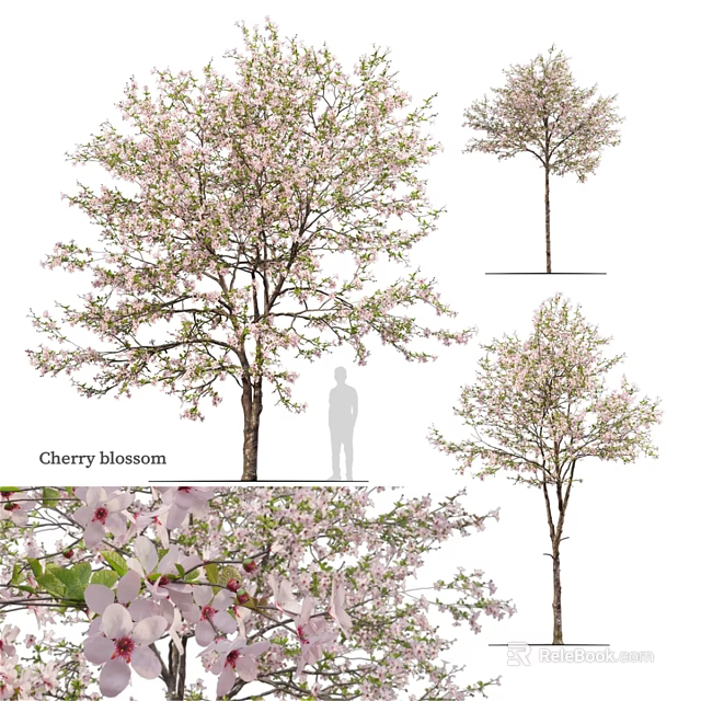 Cherry Blossom Decorative Ornament Set With Various Size Trees And Flower Details 3d model 