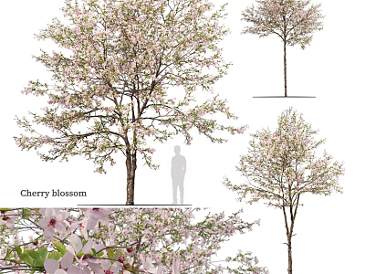 Cherry Blossom Decorative Ornament Set With Various Size Trees And Flower Details 3d model