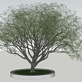 Landscape tree big tree old tree pool 3d model