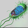 Innovative Medical Device for Bacteria Structure 3D Visualization with Cilia Flagella and Internal Components 3d model