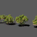 Different Varieties of Green Leaf Shrubs with White Blooms in a Row