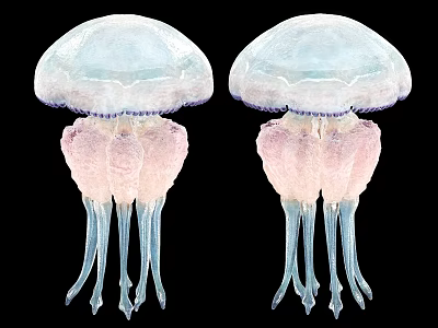 Pale Blue And Pink Jellyfish With Long Translucent Tentacles On Black Background 3d model
