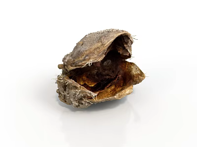 Natural Edible Shellfish Seafood Inside Open Rough Shell With Brown Substance 3d model