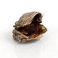Natural Edible Shellfish Seafood Inside Open Rough Shell With Brown Substance