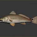 Realistic Brown And Orange Fish With Open Mouth Fins And Tail On Dark Background