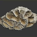 Detailed Human Organ Structure With Soft Hair Like Fibers And Textured Surface