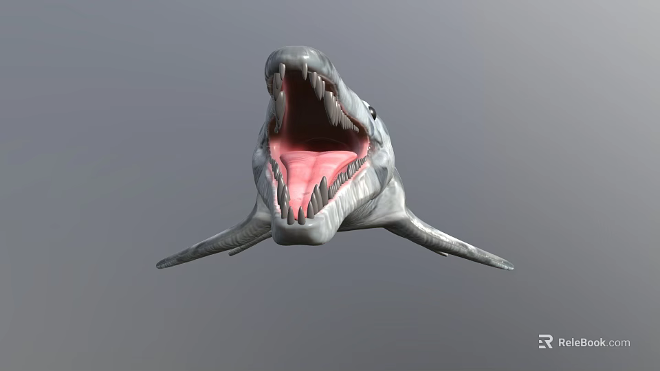 Realistic 3D Shark Model With Open Mouth And Sharp Teeth 3d model 