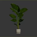 Lush Potted Plant With Large Green Leaves In White Textured Pot Against Gray Background