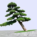 Unique Shaped Arbor Tree With Curved Trunk And Lush Green Foliage On Grassy Mound
