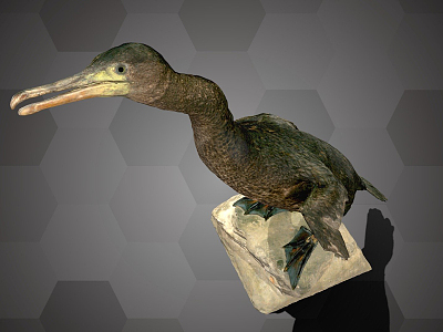 Modern Bird Cormorant Specimen model