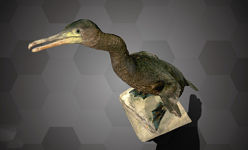 Modern Bird Cormorant Specimen 3d model