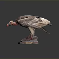 Eagle Taxidermy Featuring Brown Feathers White Head Red Beak Red Talons Stone Base Dark Background