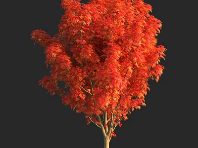 Vibrant Red Leaf Arbor With Lush Autumn Foliage Against Black Background 3d model