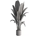 Decorative Large Green Plant with Broad Leaves in White Planter for Garden Accent