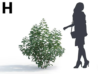 Lush Green Bush With Dense Foliage As Woman Silhouette Approaches In Open Space 3d model
