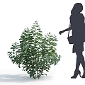 Lush Green Bush With Dense Foliage As Woman Silhouette Approaches In Open Space