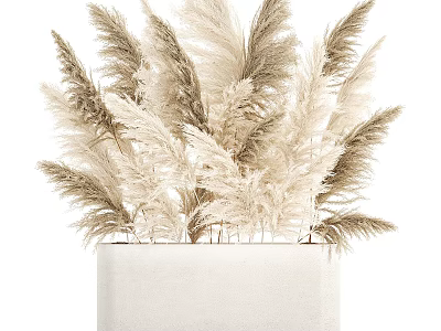 Decorative White Vase With White And Light Brown Pampas Grass Arrangement 3d model