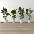 Various Bonsai Potted Green Plants In White Pots Arranged On Indoor Wooden Floor