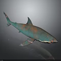 Green Rusted Shark Model With Decorative Tags And Reflective Dark Surface 3d model