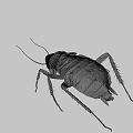 Detailed Realistic Cockroach With Dark Body Long Antennae And Legs