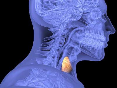 Medical Imaging Device Visualizing Human Neck Thyroid Gland Anatomy Structure 3d model