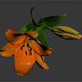 Orange Lily Flower With Yellow Bud Green Leaves And Stem Against Gray Background