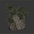 Natural Bonsai Tree On Rock With Lush Green Foliage And Textured Bark