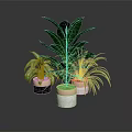 Different Types of Indoor Houseplants in Various Material Pots on Dark Reflective Surface
