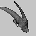 Detailed Sheep Skull With Large Curved Horns On Dark Background