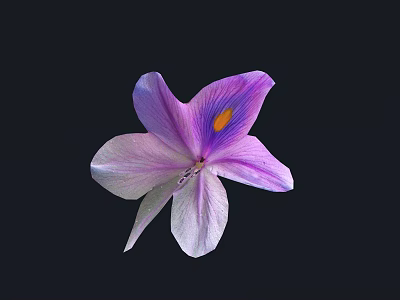 Stunning Purple Pink Petaled Flower With Yellow Center Against Black Background 3d model