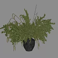 Bonsai Plant With Lush Green Foliage And Drooping Twigs In Brown Ceramic Pot