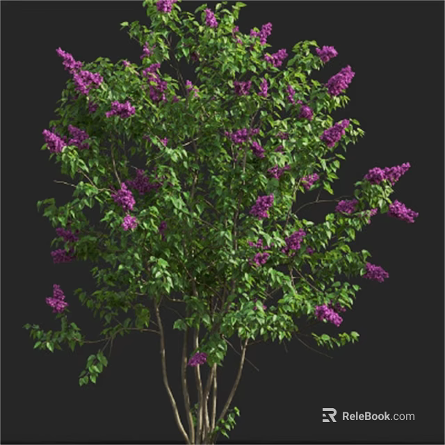 Blooming Tree With Purple Flowers And Lush Green Leaves In Garden 3d model 