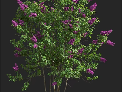 Blooming Tree With Purple Flowers And Lush Green Leaves In Garden 3d model
